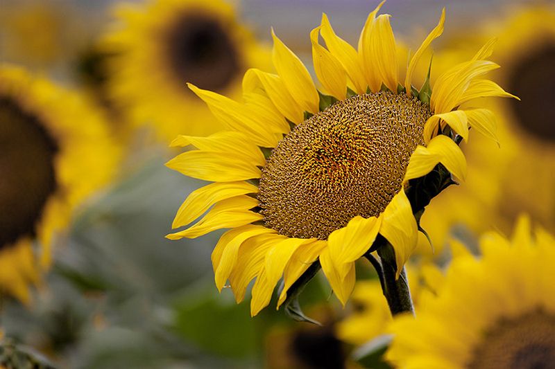 在艾格多的逐梦之旅