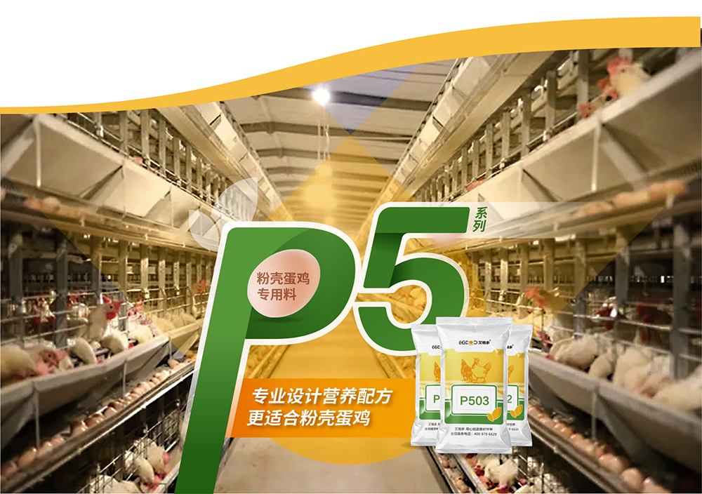 20220511粉壳蛋鸡专用料P5系列_产品详情页_画板 7