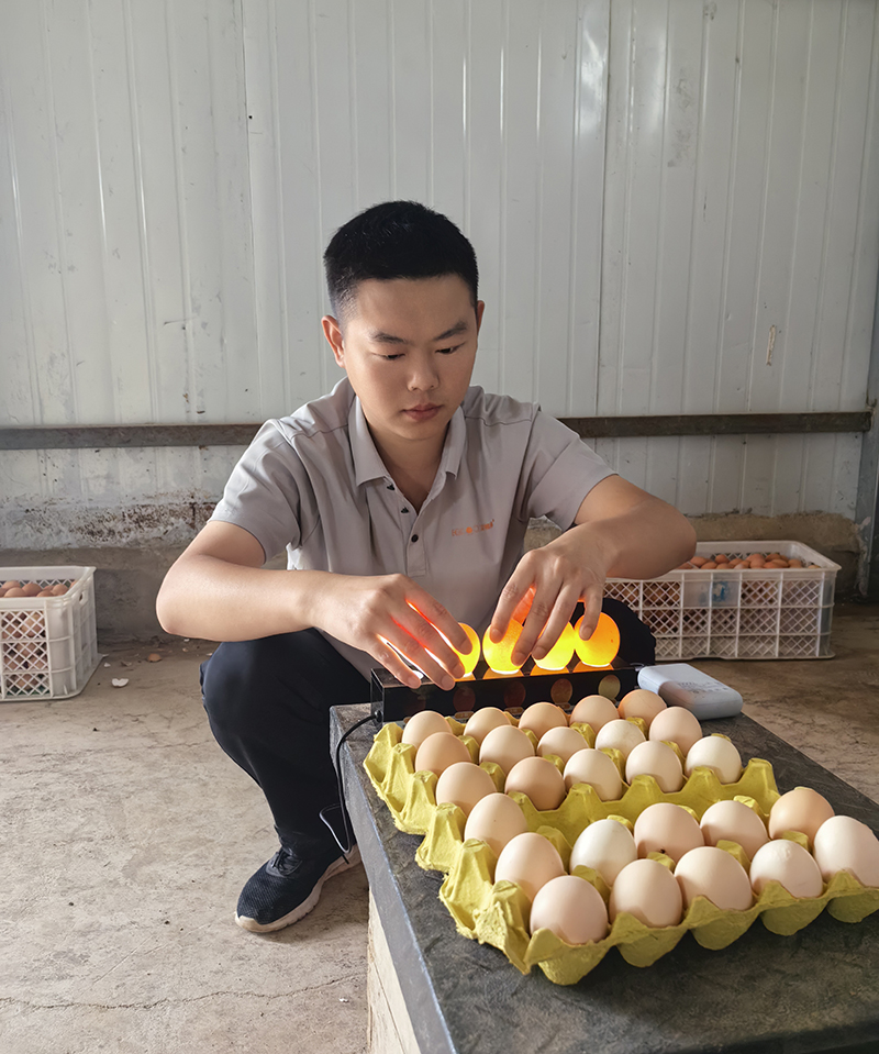 13.三等奖第八为了鸡蛋好吃又好看